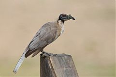 Noisy Friarbird